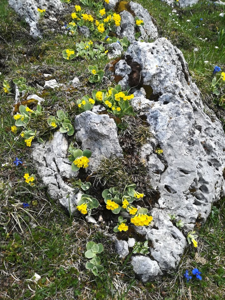 Javorniški Rovt-Struška-Golica-26.5.2019 - foto povečava