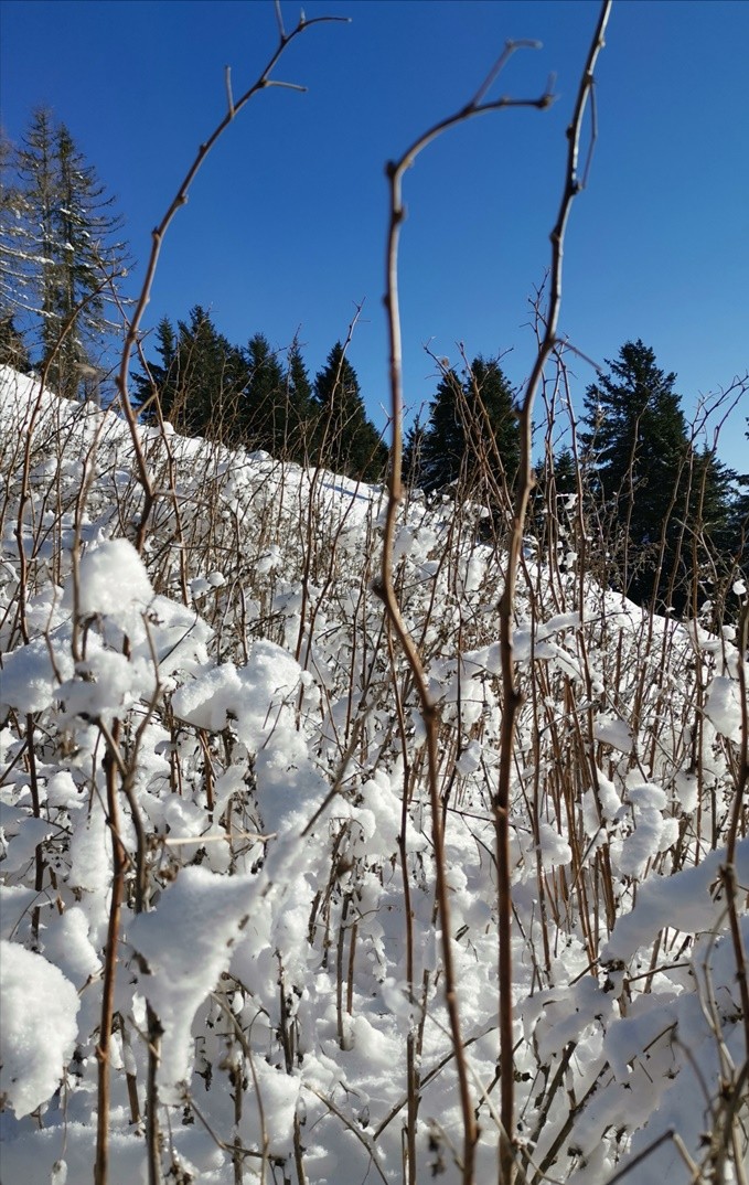 Sleme-Uršlja gora-Naravske ledine-26.12.2019 - foto povečava
