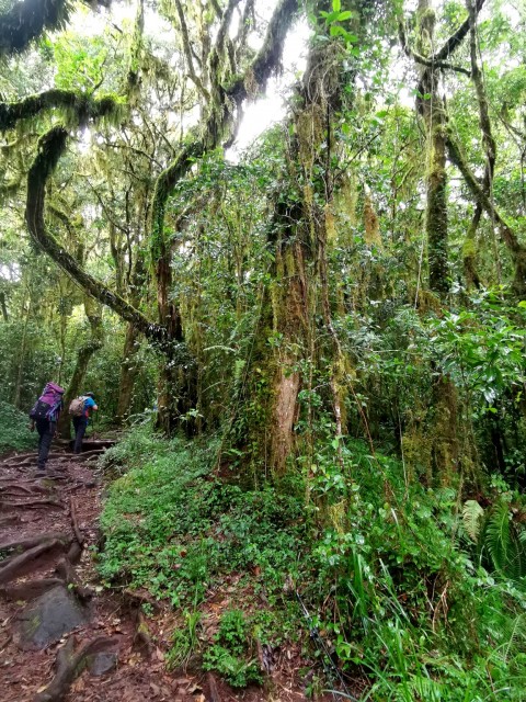 Treking Kilimanjaro(Tanzanija)-5.1.-15.1.2020 - foto