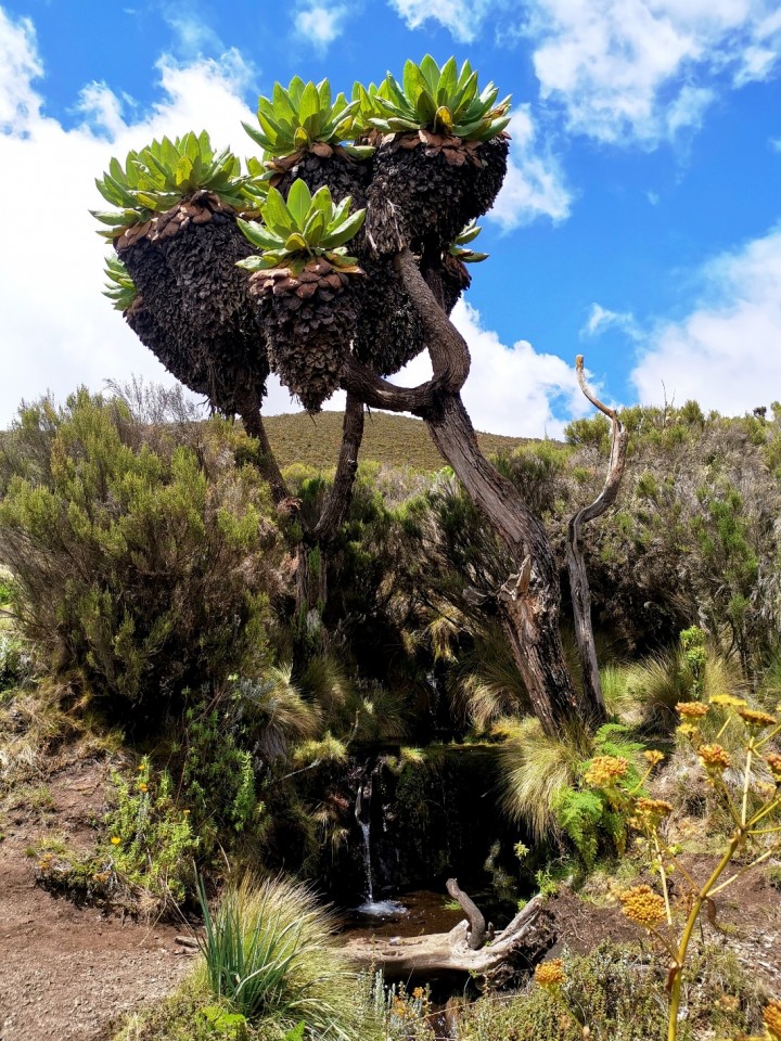 Treking Kilimanjaro(Tanzanija)-5.1.-15.1.2020 - foto povečava