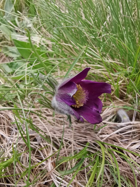 Gradiška tura-Abram-Nanos-10.5.2020 - foto