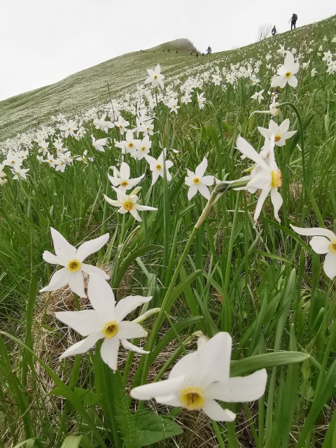 Javo.Rovt-Pl.Seča-Belska pl.-Golica-17.5.2020 - foto