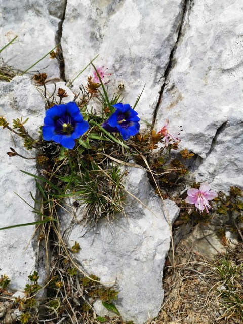 Ljubelj-Zelen.-Palec-Zelenjak-Vrtača-31.5.20 - foto