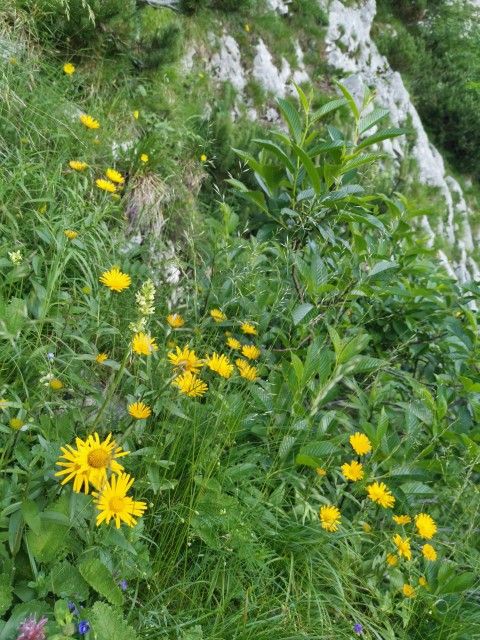 Jermanca-čez Kaptana-Brana-4.7.2020 - foto