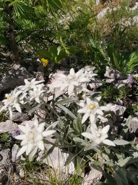 Jermanca-čez Kaptana-Brana-4.7.2020 - foto