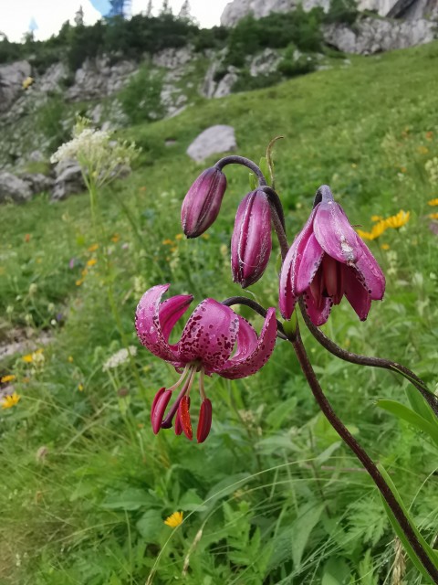 Žagana peč-Skuta-Kalška gora - 19.7.2020 - foto