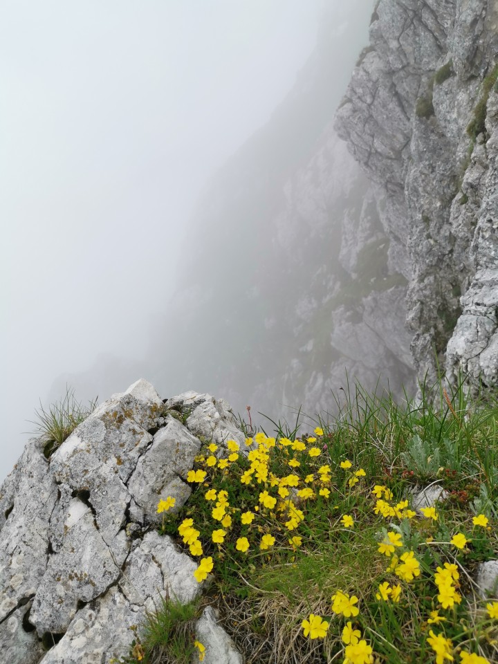 Drežnica-Pot Silva Korena-Krn-Drežn.-28.6.20 - foto povečava