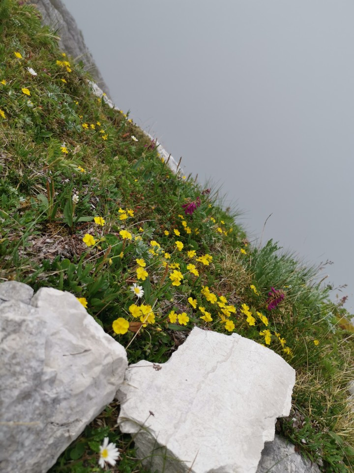 Drežnica-Pot Silva Korena-Krn-Drežn.-28.6.20 - foto povečava