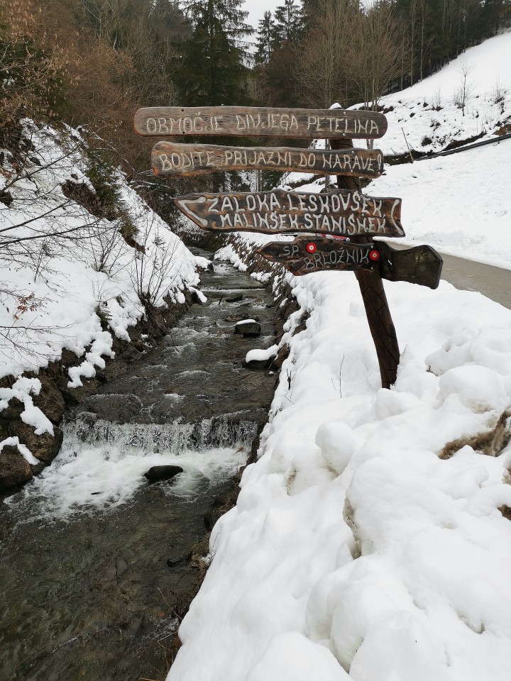 Reberšak-brezpotje-Smrekovec(1577m)-3.1.2021 - foto povečava