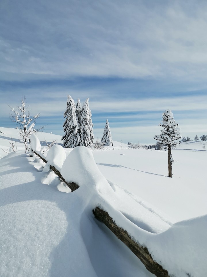 Lipa-Slopi-Planina Biba(1300m)-Slopi-9.1.2021 - foto povečava