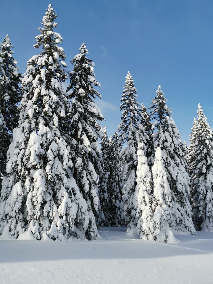 Rogla-Lovrenška jezera-Pesek-16.1.2021 - foto povečava