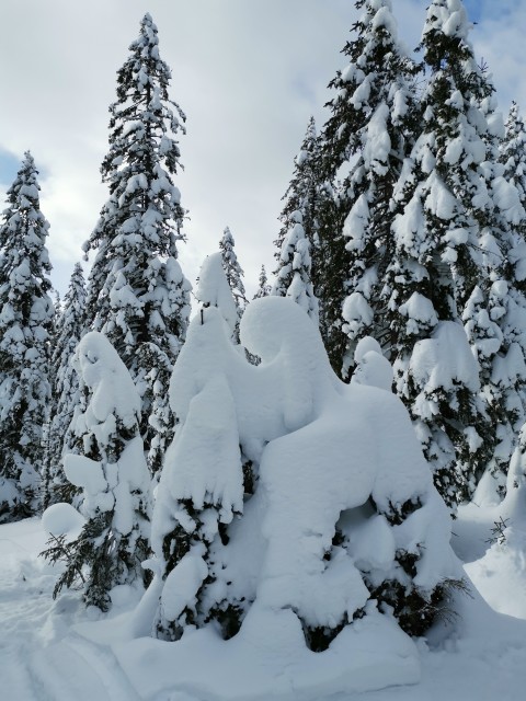 Rogla-Lovrenška jezera-Pesek-16.1.2021 - foto