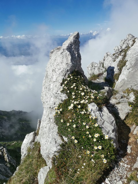 Dom pod Storžičem-Psica-Storžič-25.6.2021 - foto