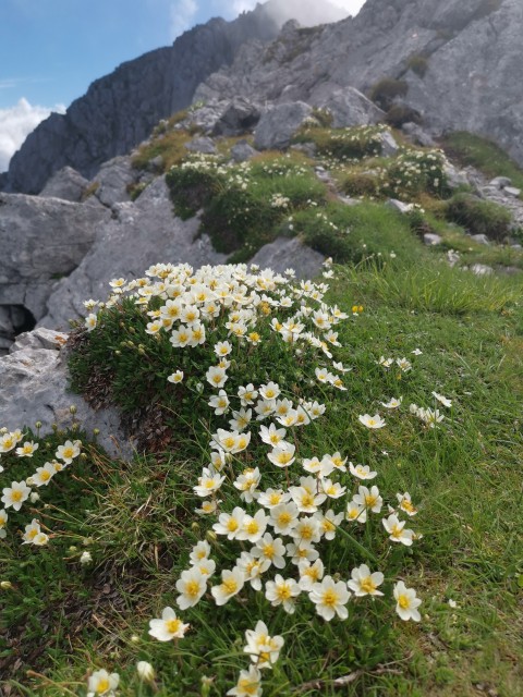 Dom pod Storžičem-Psica-Storžič-25.6.2021 - foto