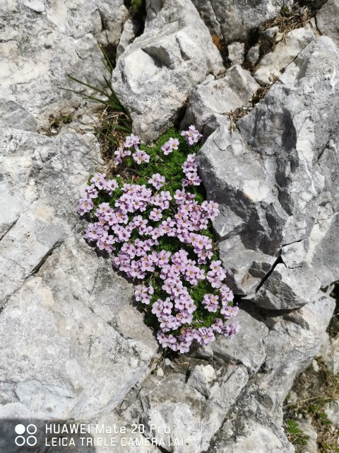 Vršič-grebenska pot-Prisojnik-3.7.2021 - foto