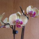 orhideje 2008