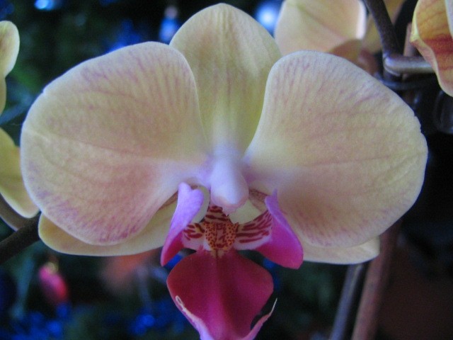 Orhideje 2008 - foto