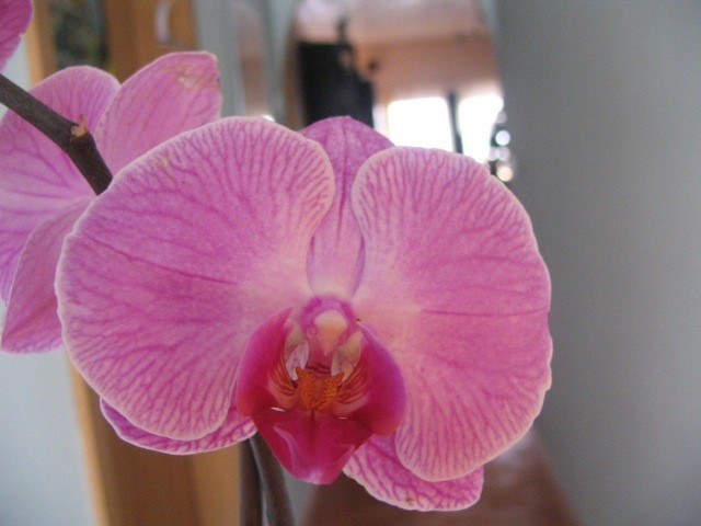 Orhideje 2008 - foto