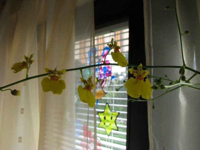 Orhideje 2008 - foto povečava