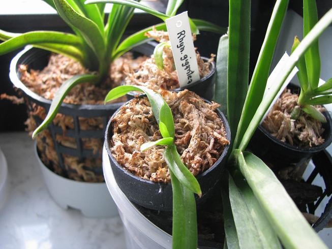 V. DENISONIANA