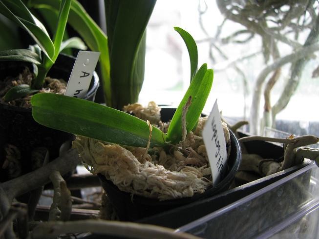 V. KULTANAxGORDON
