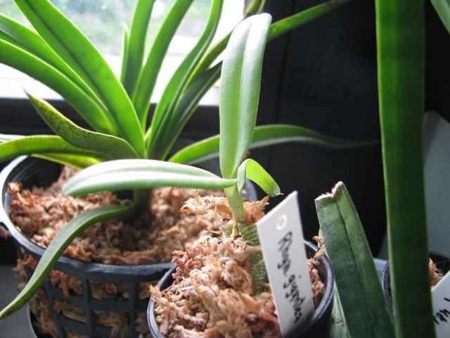 RHY. GIGANTEA ORANGE