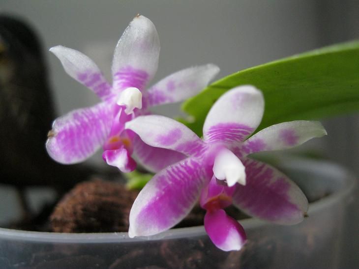 PHALAENOPSIS MODESTA