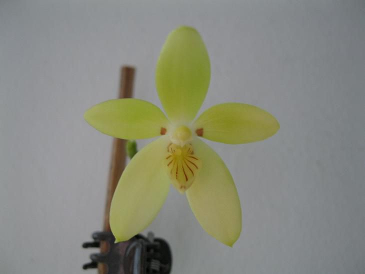 PHALAENOPSIS COCHLEARIS