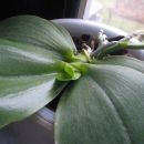 orhideja Phal Bellina