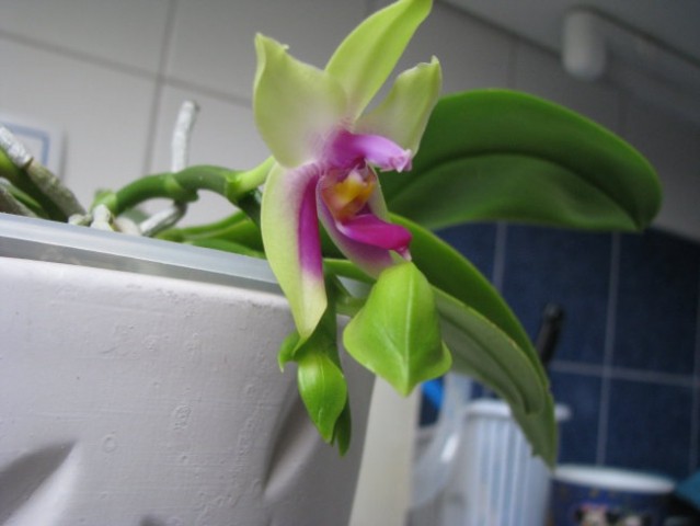 Orhideja Phal Bellina - foto