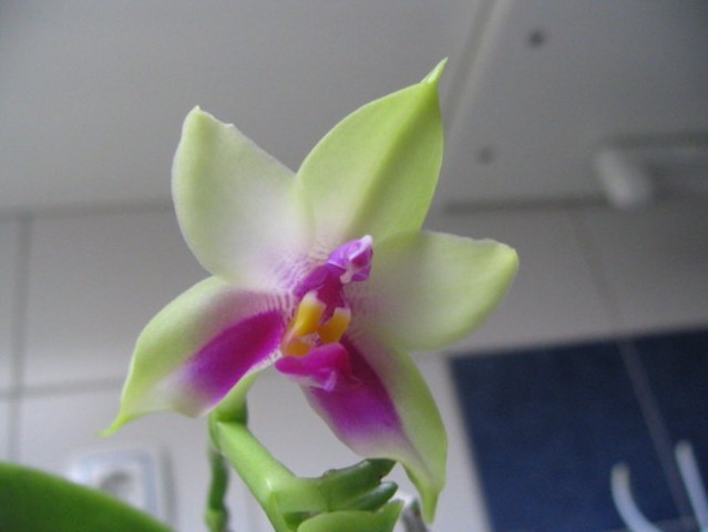 Orhideja Phal Bellina - foto