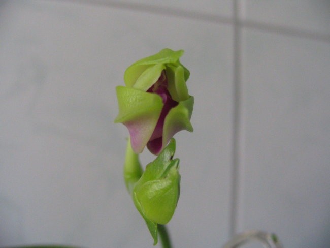Orhideja Phal Bellina - foto povečava