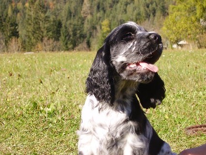 Trixi - foto povečava