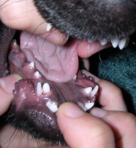 Dvojni grabilci in rast premolarjev (menjava mlečnih z stalnimi zobki)
