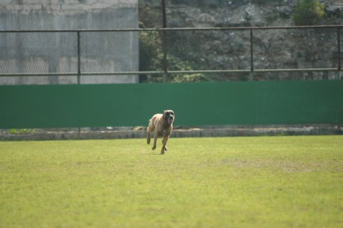 CACIT Pula - foto povečava