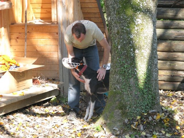 1. LETNO SREČANJE POSVOJENIH HRTOV SLOVENSKEG - foto povečava