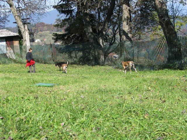 1. LETNO SREČANJE POSVOJENIH HRTOV SLOVENSKEG - foto povečava