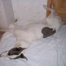 Polly 1. dan doma
