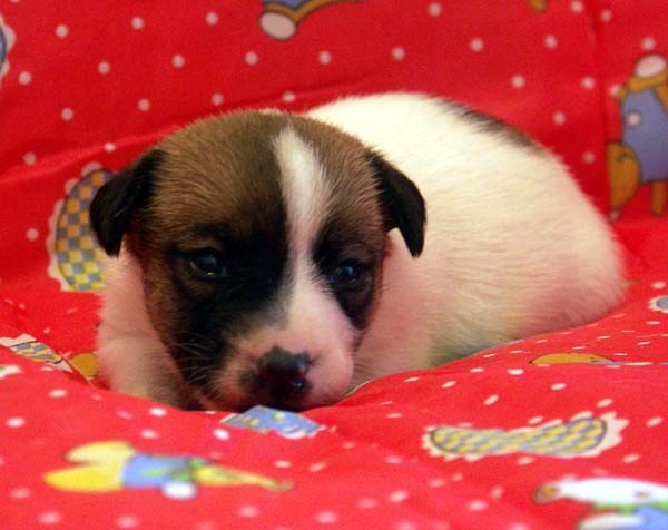 Lilu - foto povečava