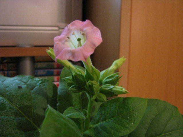 Prvi cvet