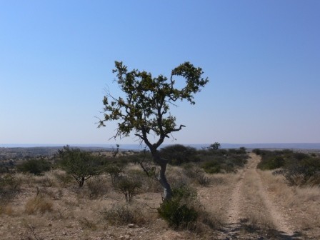 Namibia 2006 - foto povečava