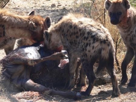 Namibia 2006 - foto povečava