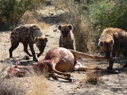 Namibia 2006 - foto povečava