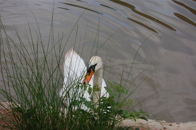 OBISK NEJCA - foto povečava