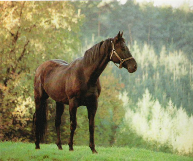 Tabasco - foto povečava