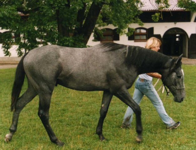 Tabasco - foto