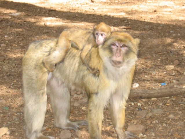 Berberske opice