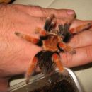 Brachypelma Boehmei