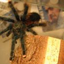 Avicularia Braunshausemi