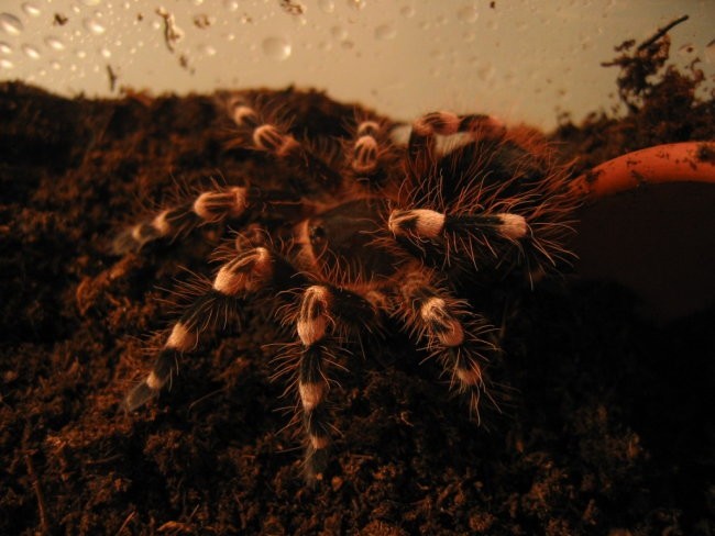 Acanthoscurria Geniculata